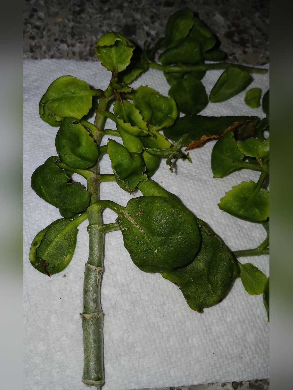 NWOT Leaf Of Life Succulent Plant. You receive 1 cutting w/multiple leaves $15